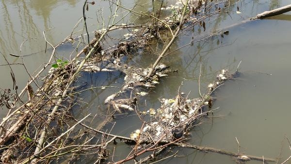 Türkiye'nin en uzun nehri Kızılırmak'ta balık ölümleri
