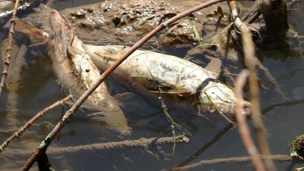 Türkiye'nin en uzun nehri Kızılırmak'ta balık ölümleri