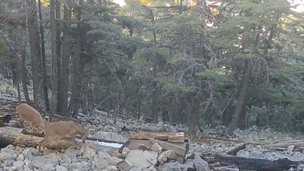 Yaban keçisi ailesi fotokapanda