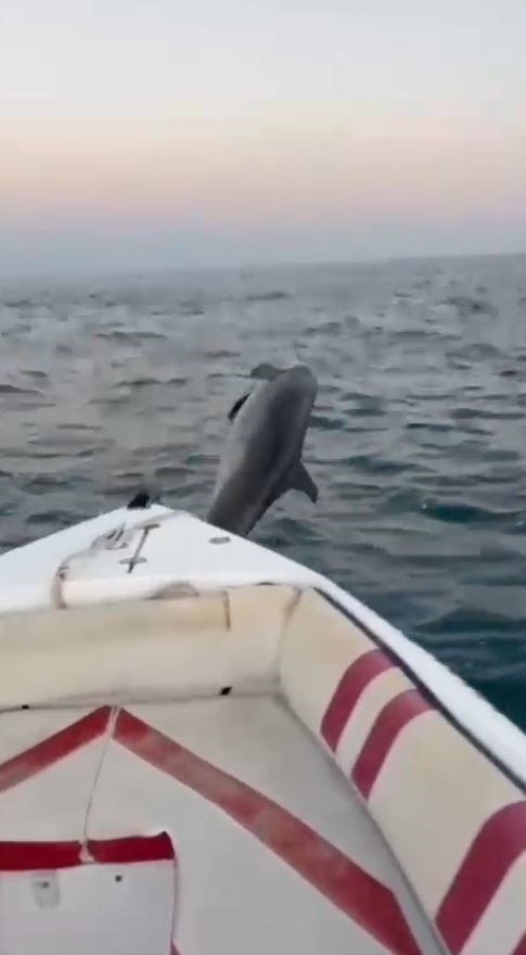 Antalya'da balıkçıya gösteri yapan yunus görsel şölen oluşturdu
