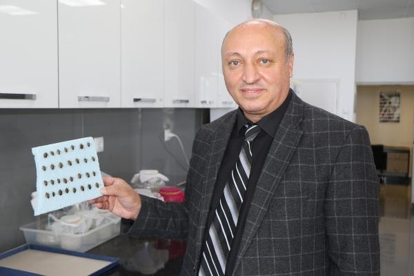 Doç. Dr. Saruhan: Kahverengi kokarca böceği görüldüğü yerde imha edilmeli