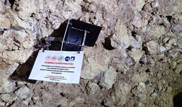 Akdeniz fokunun azalmasındaki en büyük etken; insan faktörü