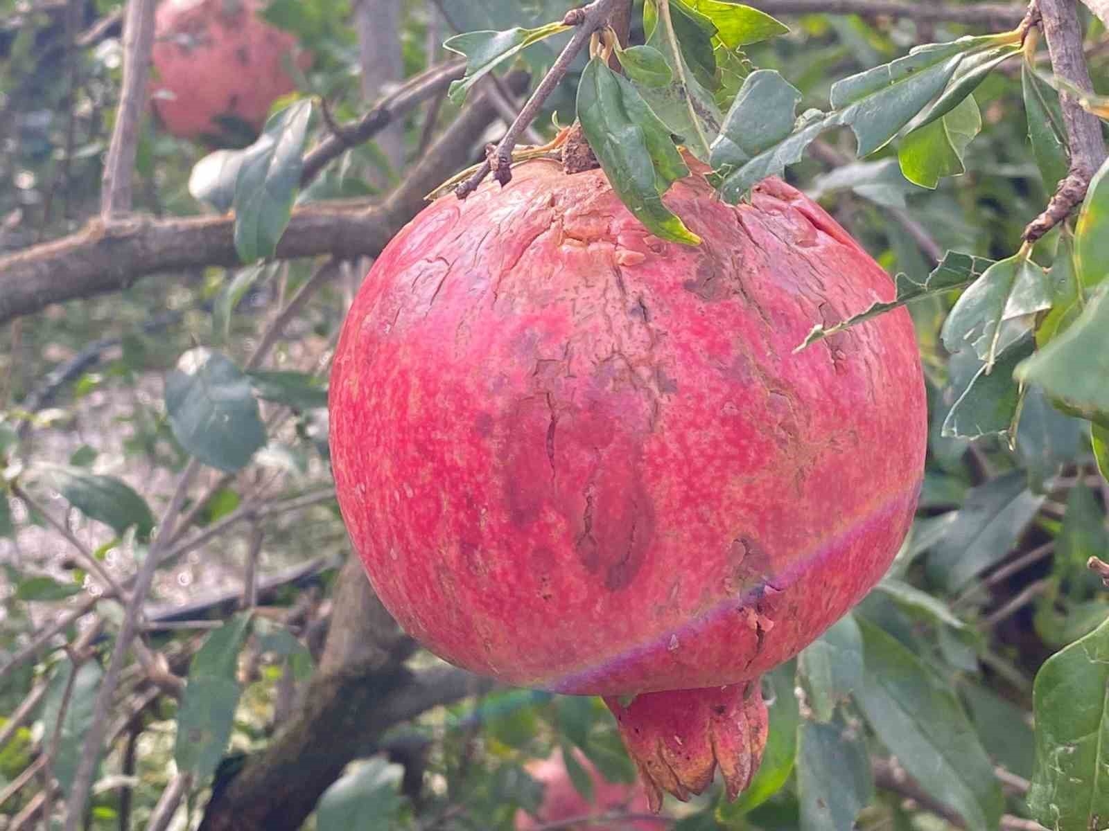 Antalya'da seraları dolu vurdu