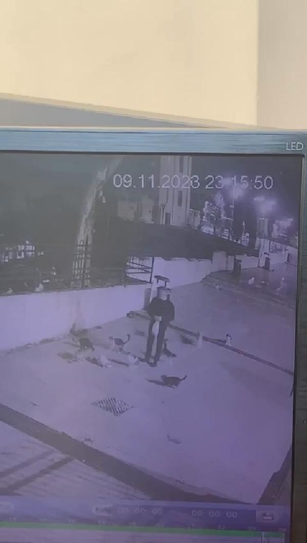Fatih'te yavru kediyi çantasına koyan şüpheli kamerada