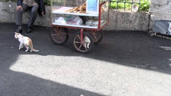 Fatih'te yavru kediyi çantasına koyan şüpheli kamerada