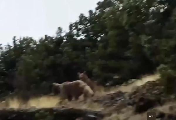 Hayvanlarını otlatırken ayılarla karşılaştı