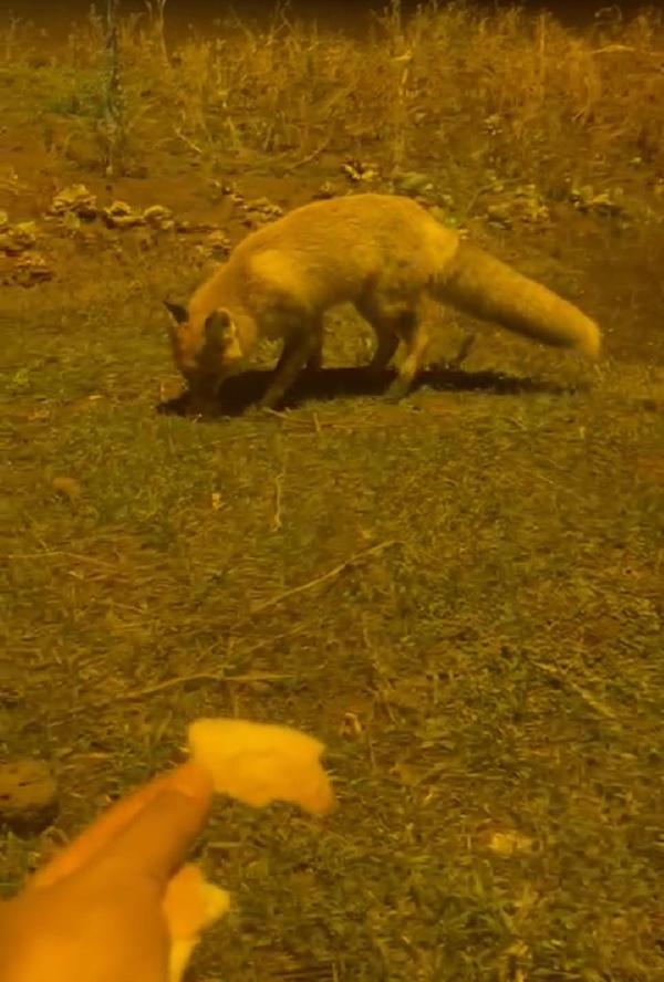 Her gün çiftliğine gelen tilkiyi besliyor