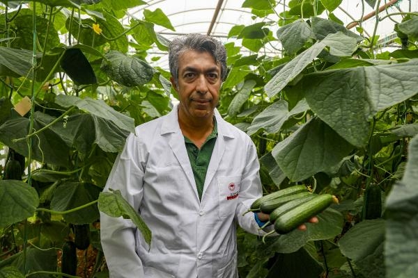 Hıyarda aranan aromayı 7 yılda buldu