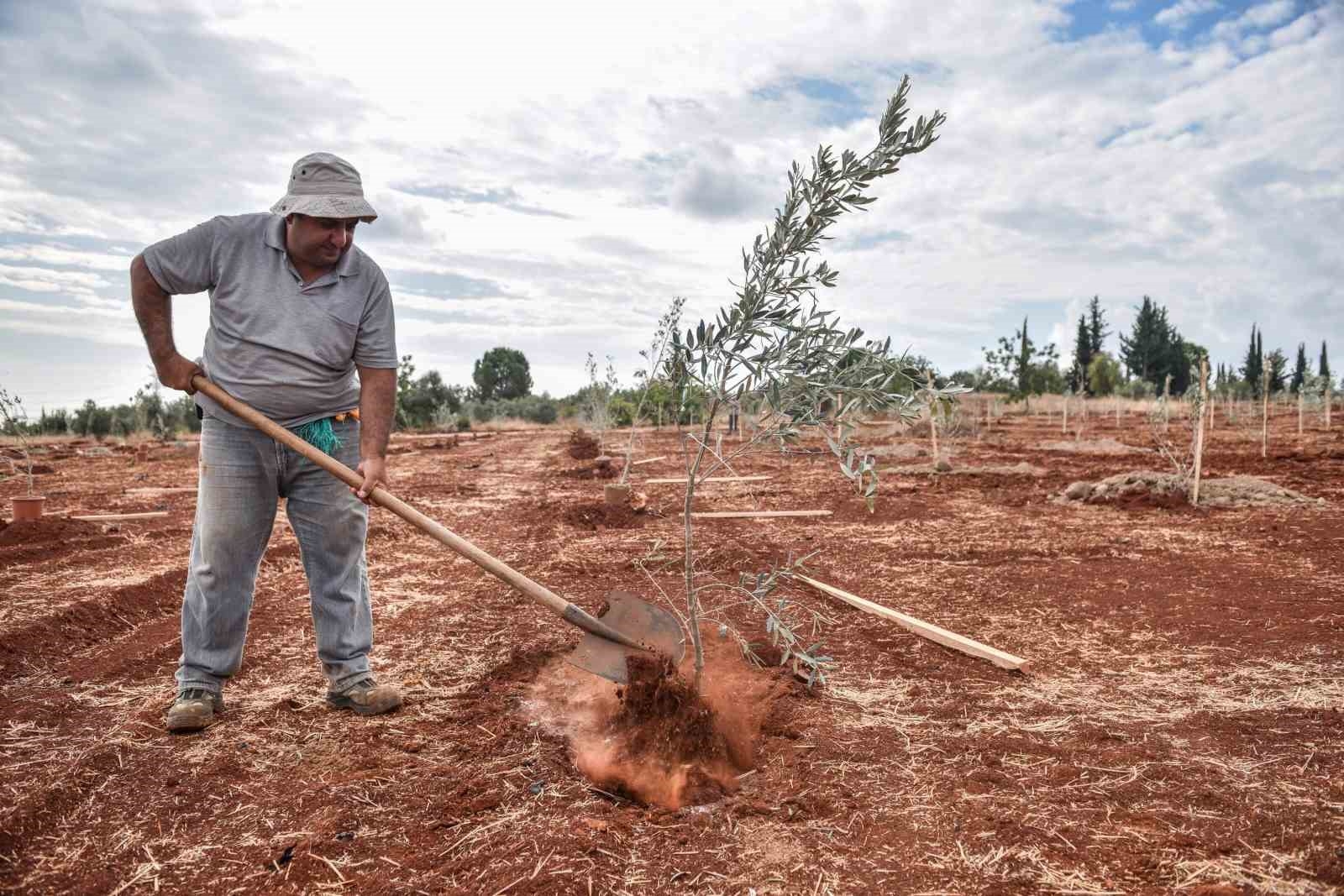 Kepez'e 30 bin zeytin fidanı dikilmesi planlanıyor