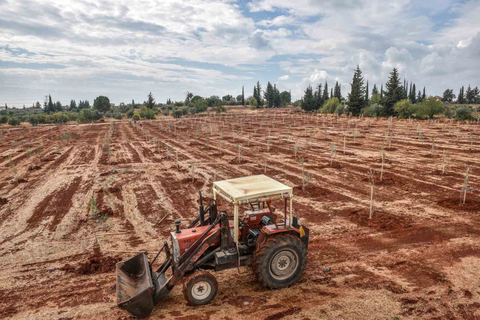 Kepez'e 30 bin zeytin fidanı dikilmesi planlanıyor