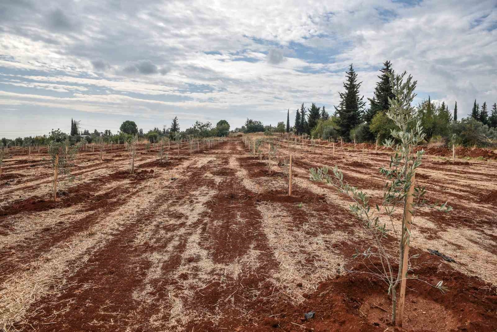 Kepez'e 30 bin zeytin fidanı dikilmesi planlanıyor