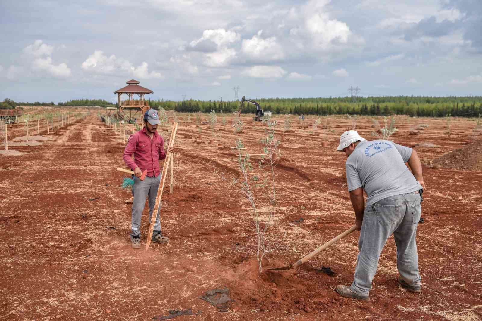 Kepez'e 30 bin zeytin fidanı dikilmesi planlanıyor