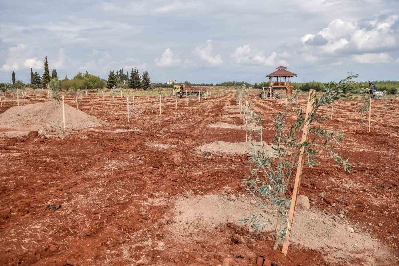 Kepez'e 30 bin zeytin fidanı dikilmesi planlanıyor