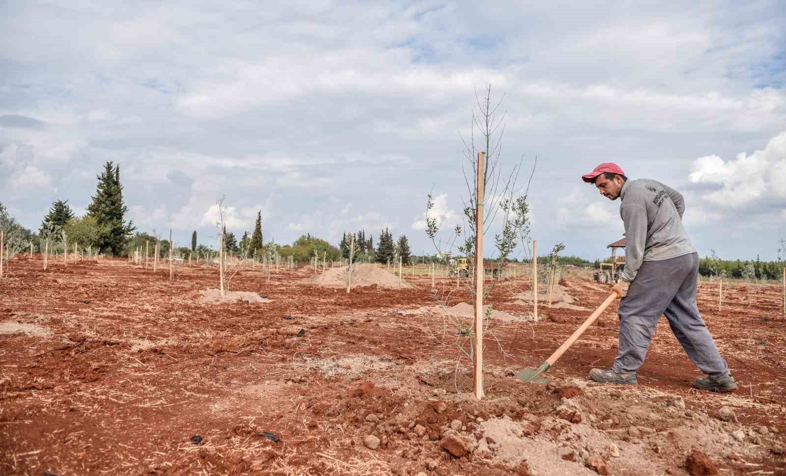 Kepez'e 30 bin zeytin fidanı dikilmesi planlanıyor