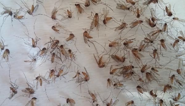 Küresel ısınmayla vektörel hastalıklar tehlikesi