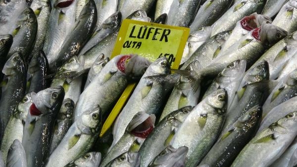 Lüferin artışı palamudun önünü kesti