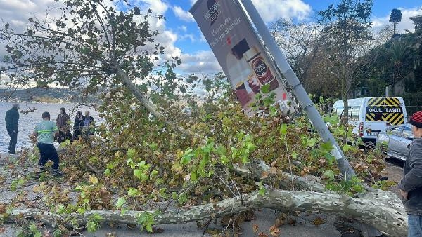 Sarıyer'de çınar ağacı aydınlatma direğinin üzerine devrildi