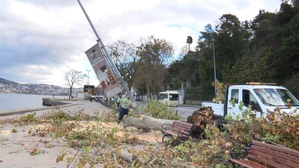 Sarıyer'de çınar ağacı aydınlatma direğinin üzerine devrildi
