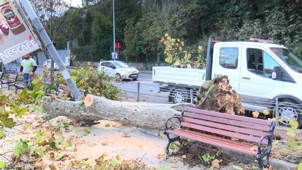 Sarıyer'de çınar ağacı aydınlatma direğinin üzerine devrildi