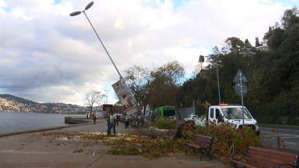 Sarıyer'de çınar ağacı aydınlatma direğinin üzerine devrildi