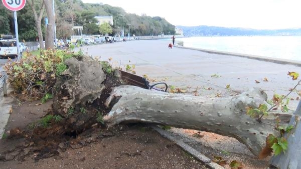 Sarıyer'de çınar ağacı aydınlatma direğinin üzerine devrildi