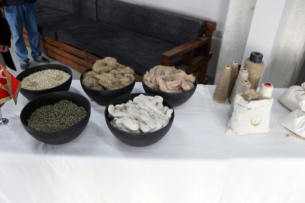 Türkiye'nin ilk tescilli kenevir tohumu 'Narlı' hasat edildi
