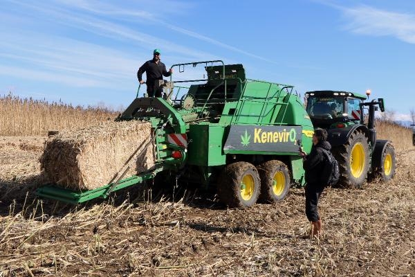 Türkiye'nin ilk tescilli kenevir tohumu 'Narlı' hasat edildi