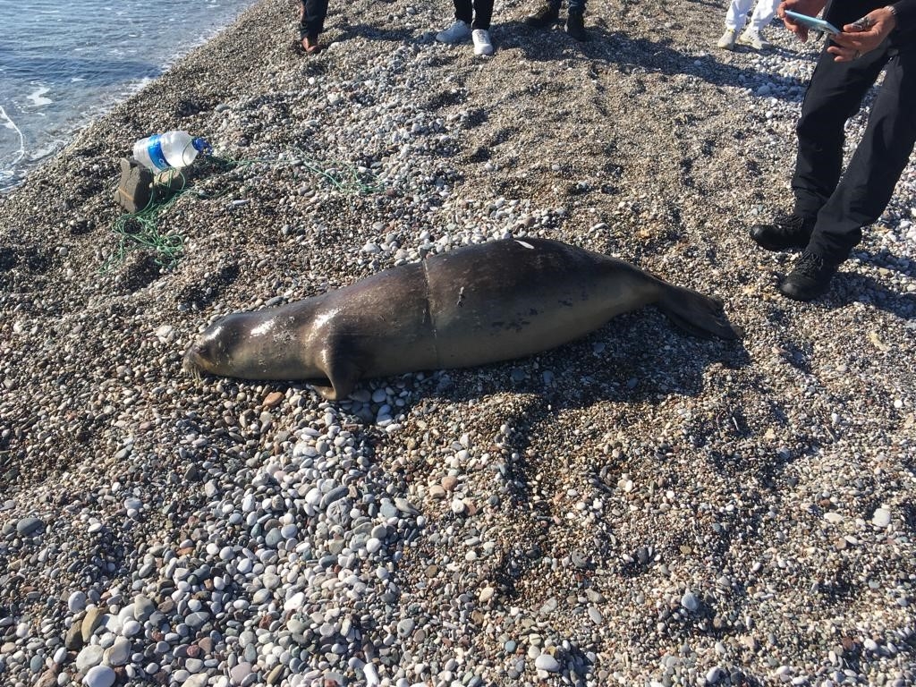 Antalya'da balıkçının fok sevinci: "Ne haber? Şuna bakar mısınız? Fok var fok"
