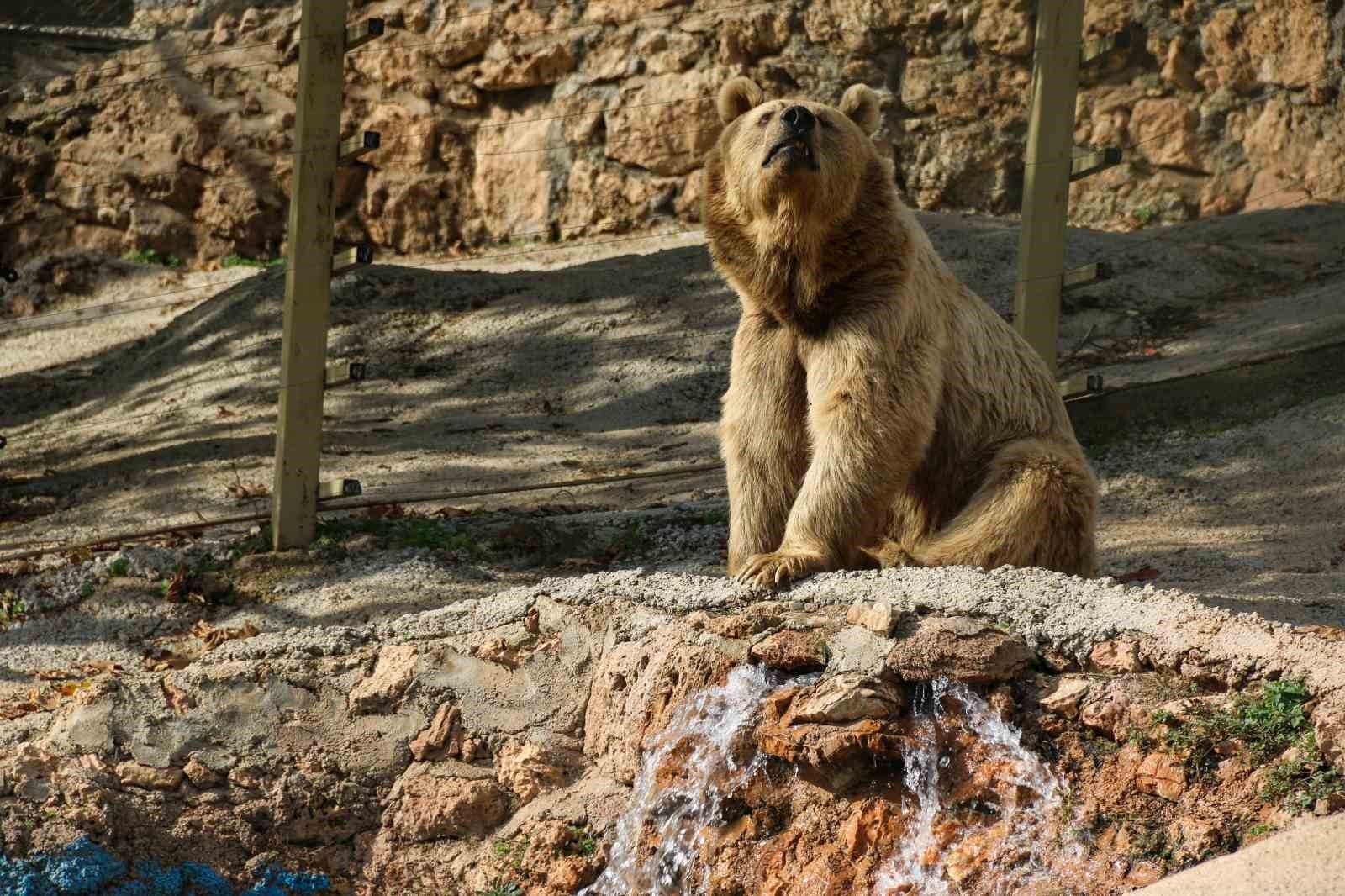 Antalya'da kış uykusa yatamayan ayılar havuz keyfine ara vermedi