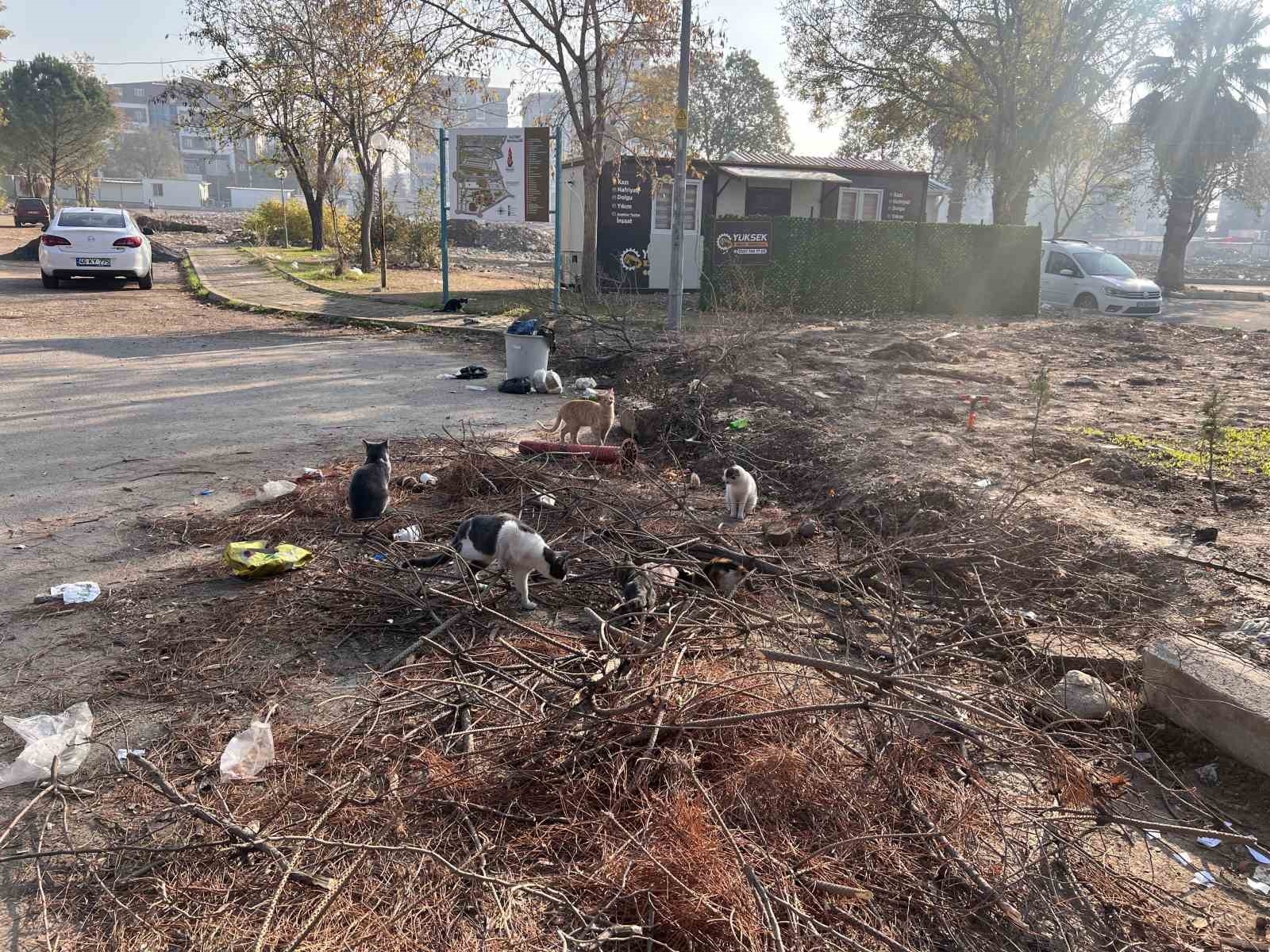 'Enkaz' isimli kedileri enkaz bölgesinde besliyor