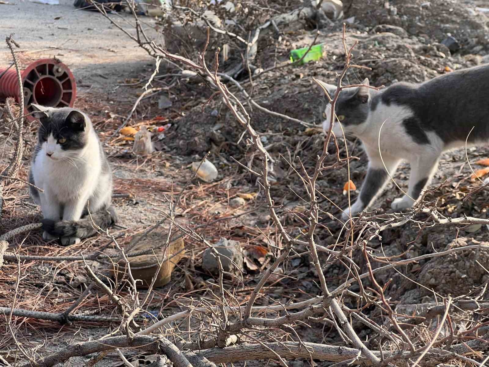 'Enkaz' isimli kedileri enkaz bölgesinde besliyor