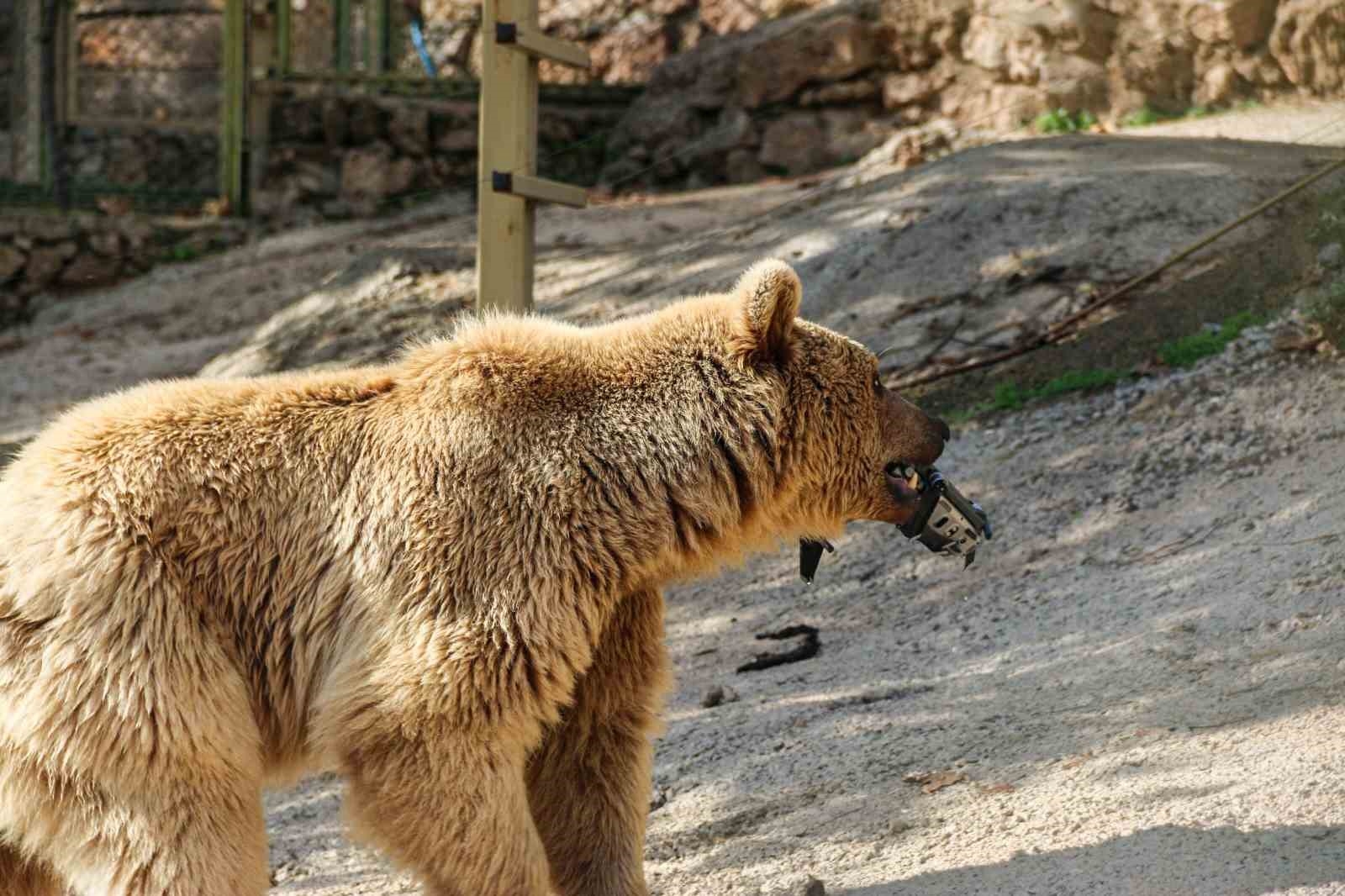 Gazetecilerin su havuzuna düşen dronunu boz ayı kurtardı