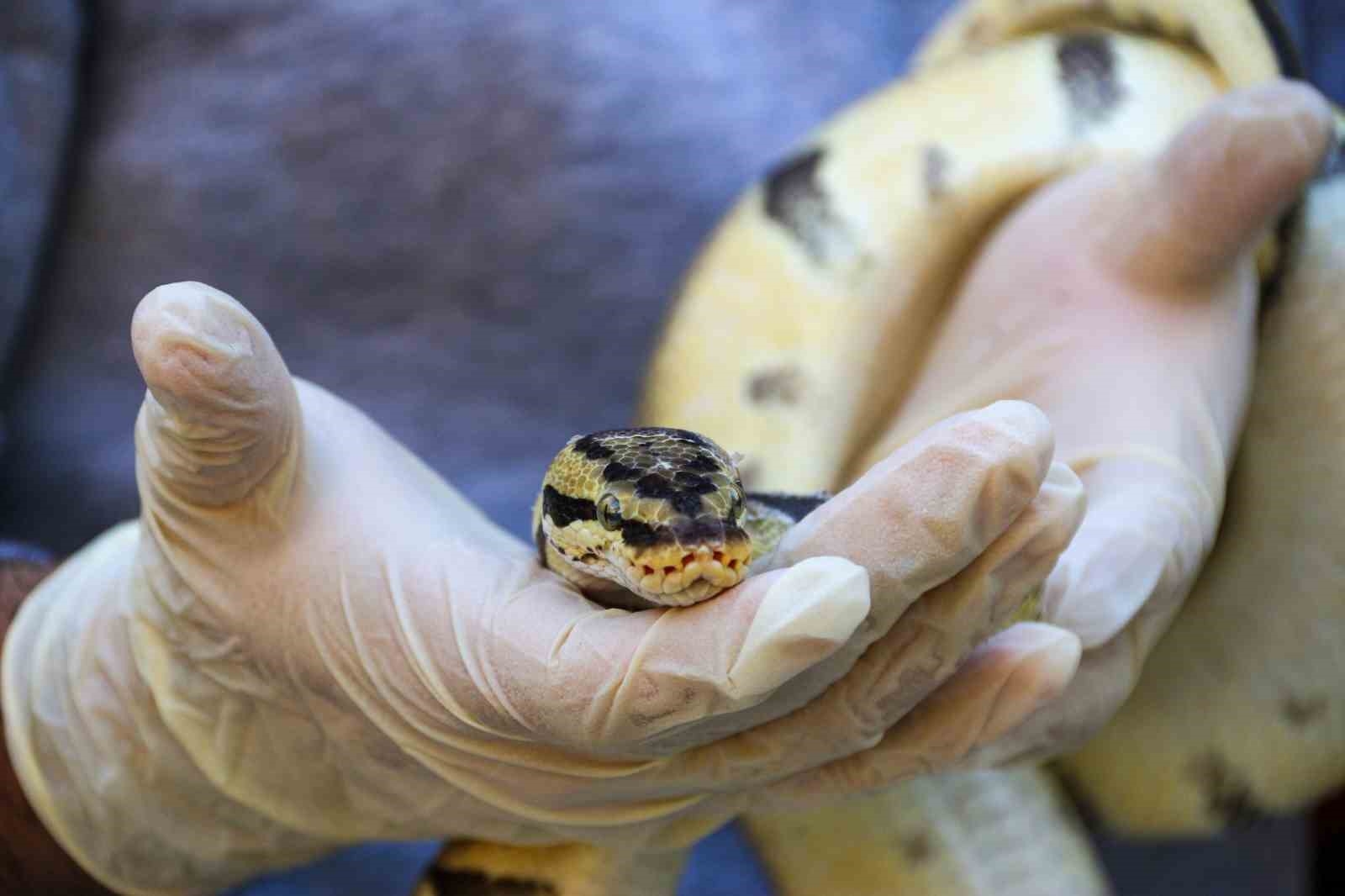 Mahalleye korku salan kral pitonunu boynuna dolayıp seviyor