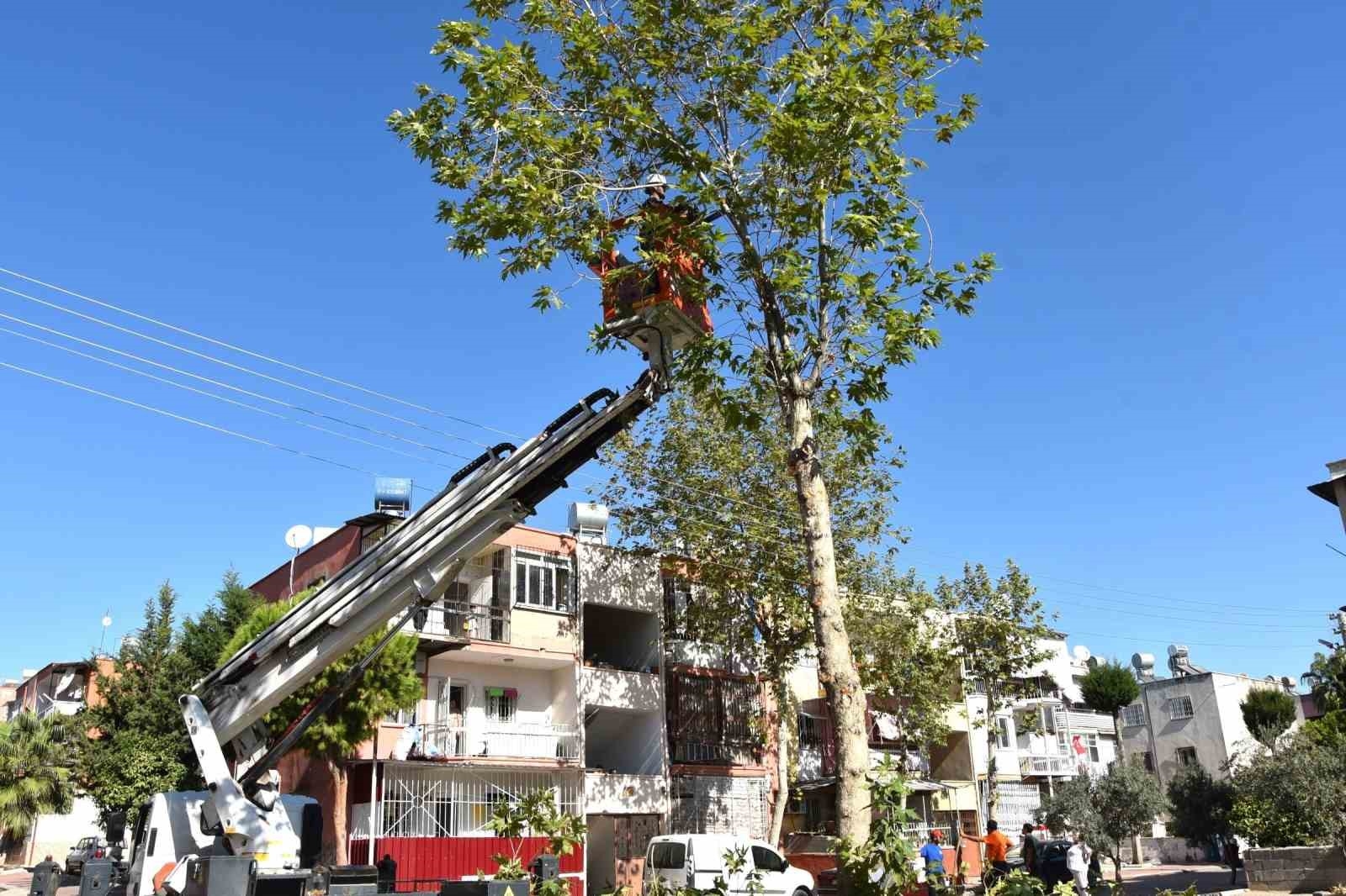 Mersin'de budanan ağaç dalları yakacak olarak dağıtılıyor