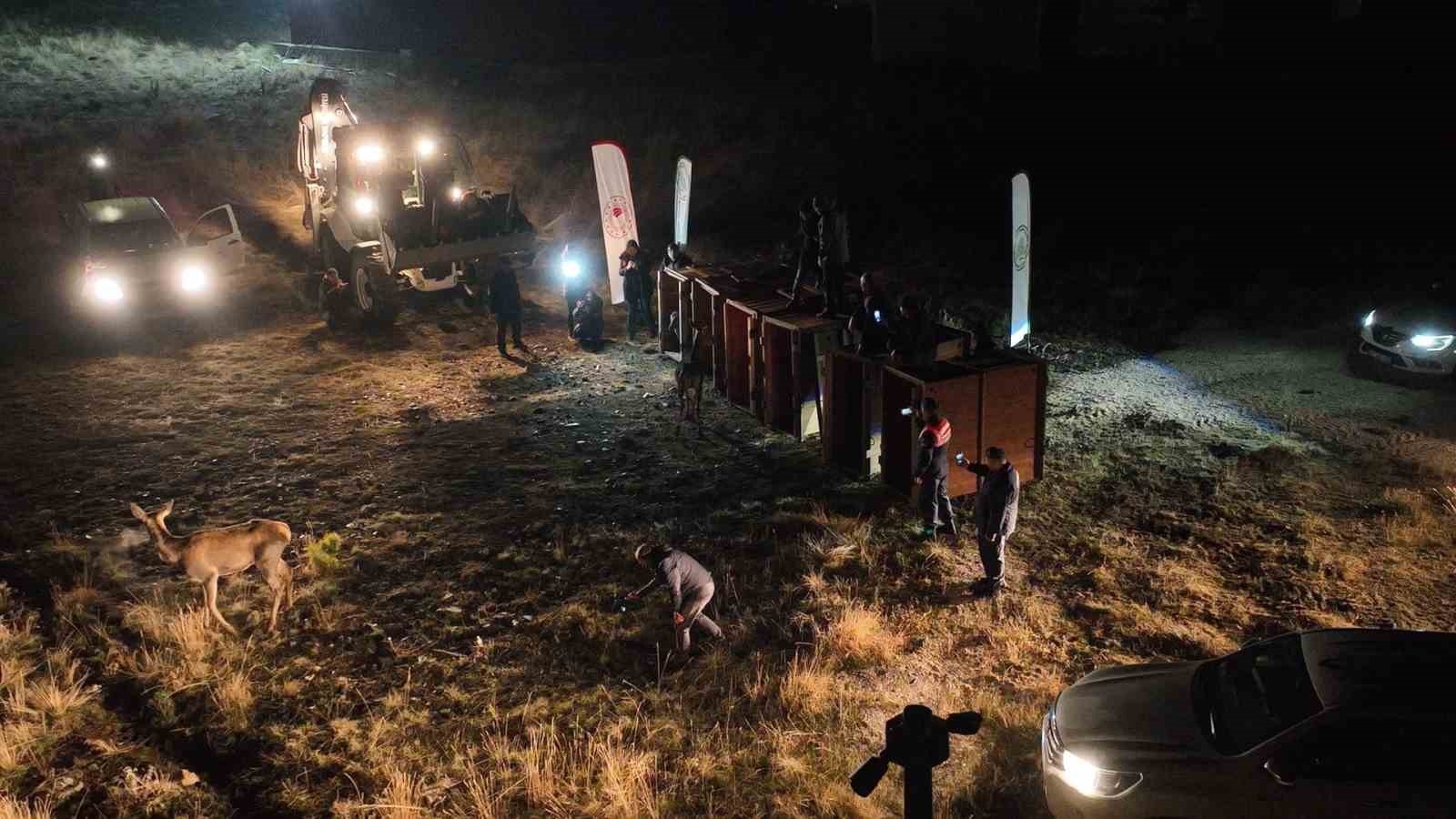 Salda Gölü çevresine 6 kızıl geyik daha bırakıldı