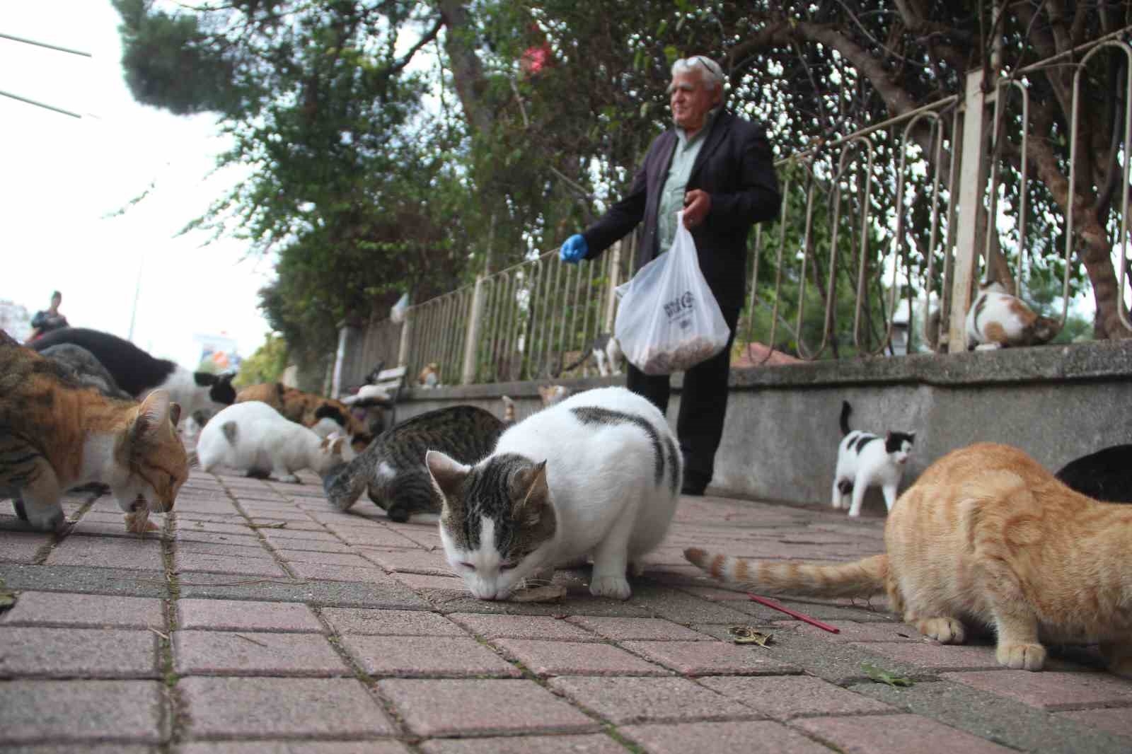 Sokak kedilerinin 'Kedici babası'