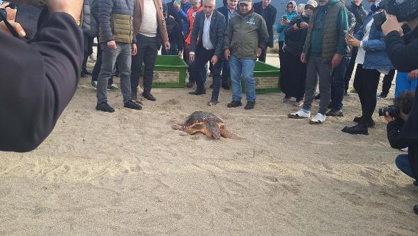 Tedavisi tamamlanan kaplumbağalar denize salındı