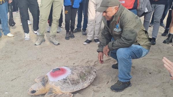 Tedavisi tamamlanan kaplumbağalar denize salındı