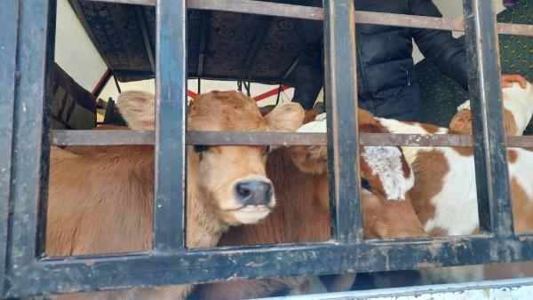 Alıcı gibi davranıp, 3 besiciyi gasbettiler: 7 gözaltı