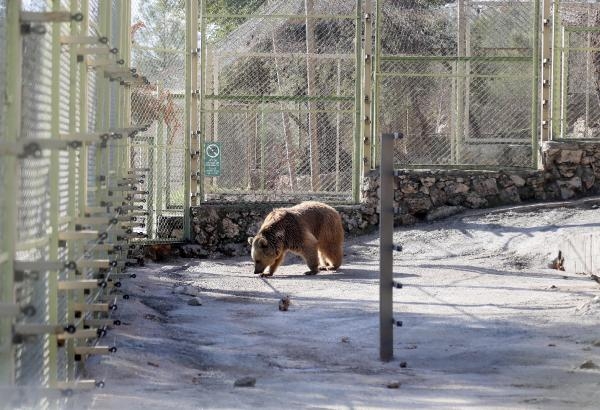 Antalya Hayvanat Bahçesi'ndeki hayvanlarda 'yazdan kalma günler' stresi