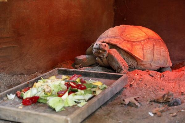 Antalya Hayvanat Bahçesi'ndeki hayvanlarda 'yazdan kalma günler' stresi