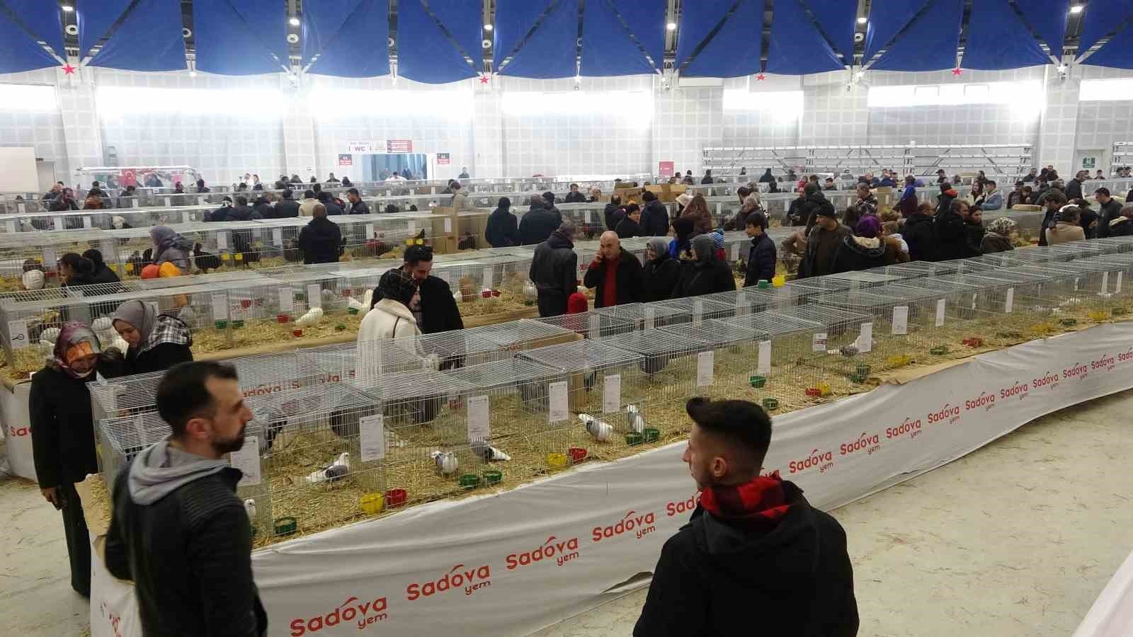 Bin 500'ün üzerinde süs tavuğu ve kanatlı hayvan görücüye çıktı
