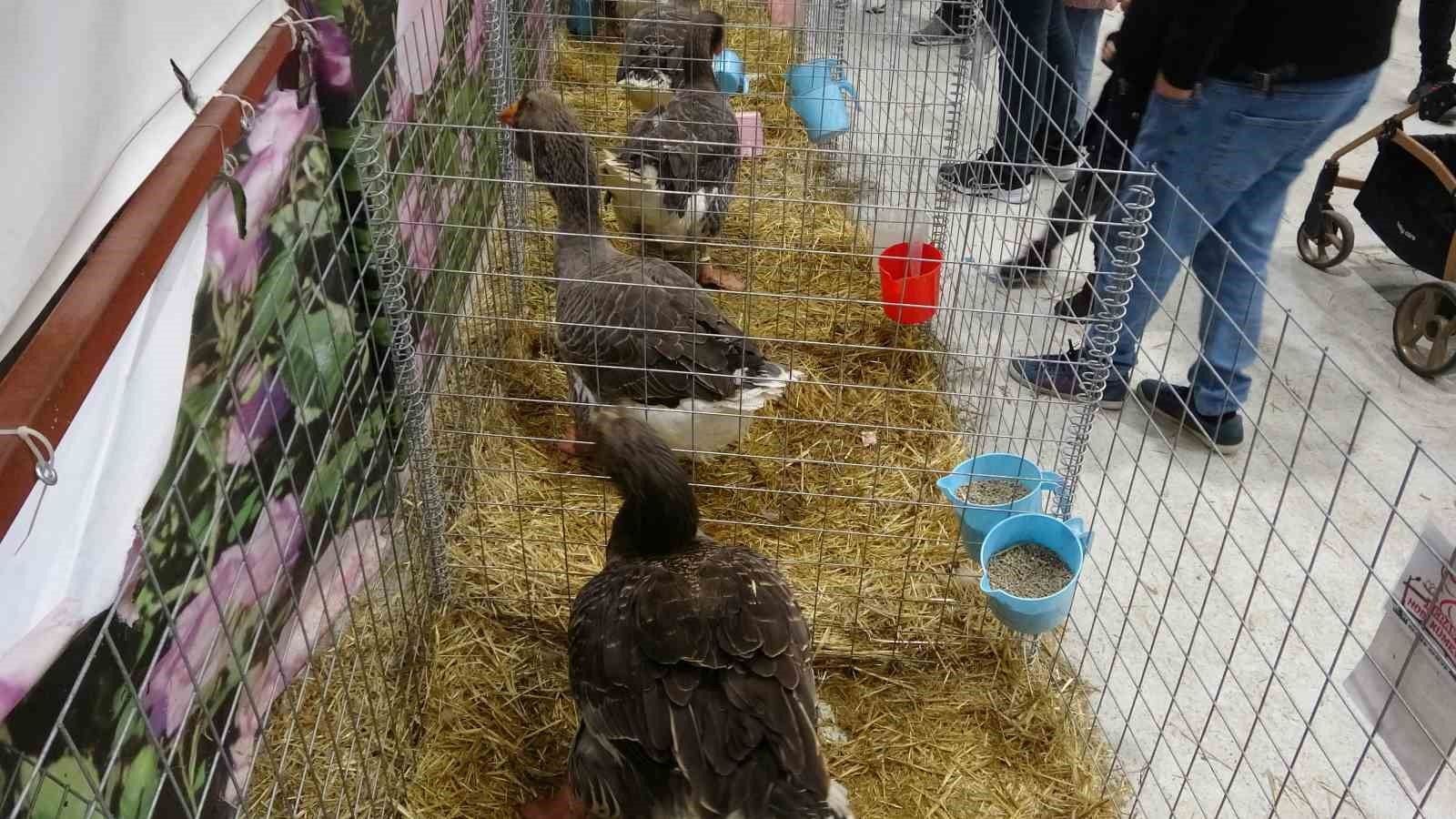 Bin 500'ün üzerinde süs tavuğu ve kanatlı hayvan görücüye çıktı