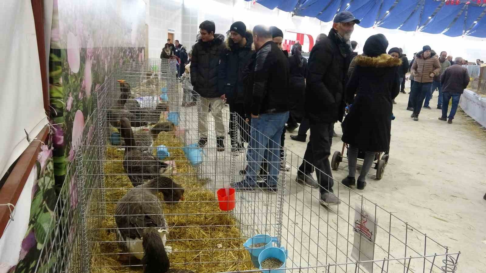 Bin 500'ün üzerinde süs tavuğu ve kanatlı hayvan görücüye çıktı
