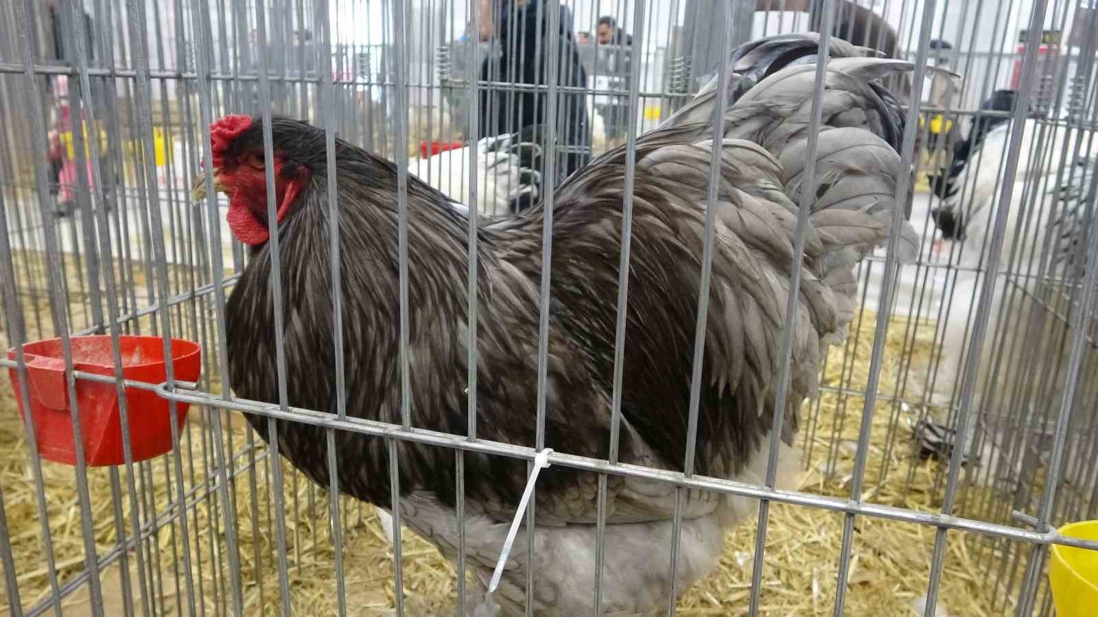 Bin 500'ün üzerinde süs tavuğu ve kanatlı hayvan görücüye çıktı