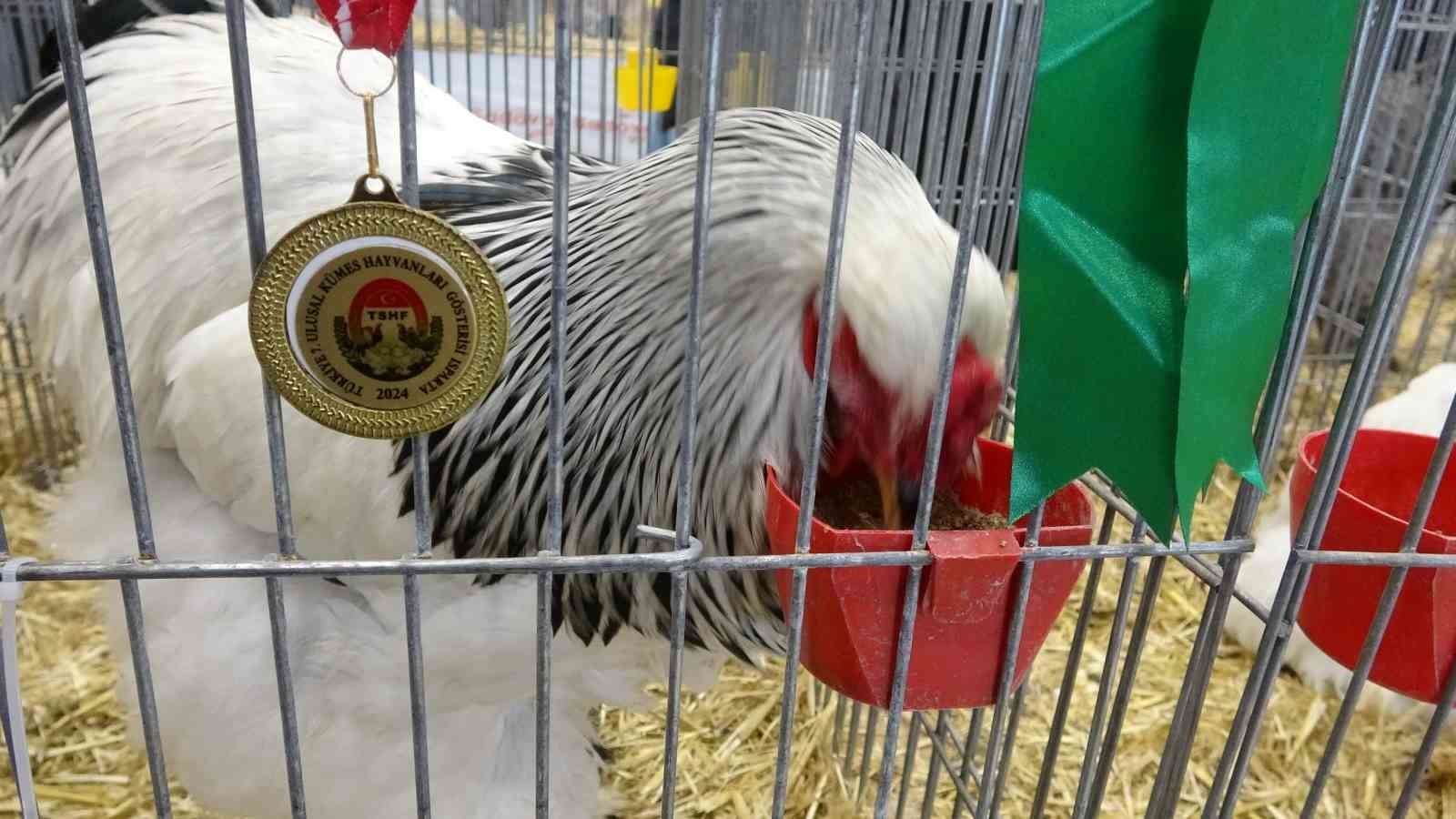 Bin 500'ün üzerinde süs tavuğu ve kanatlı hayvan görücüye çıktı