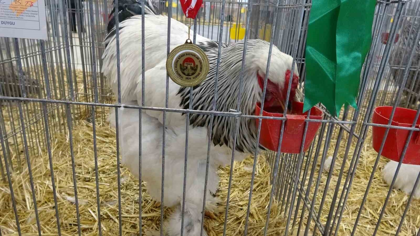 Bin 500'ün üzerinde süs tavuğu ve kanatlı hayvan görücüye çıktı