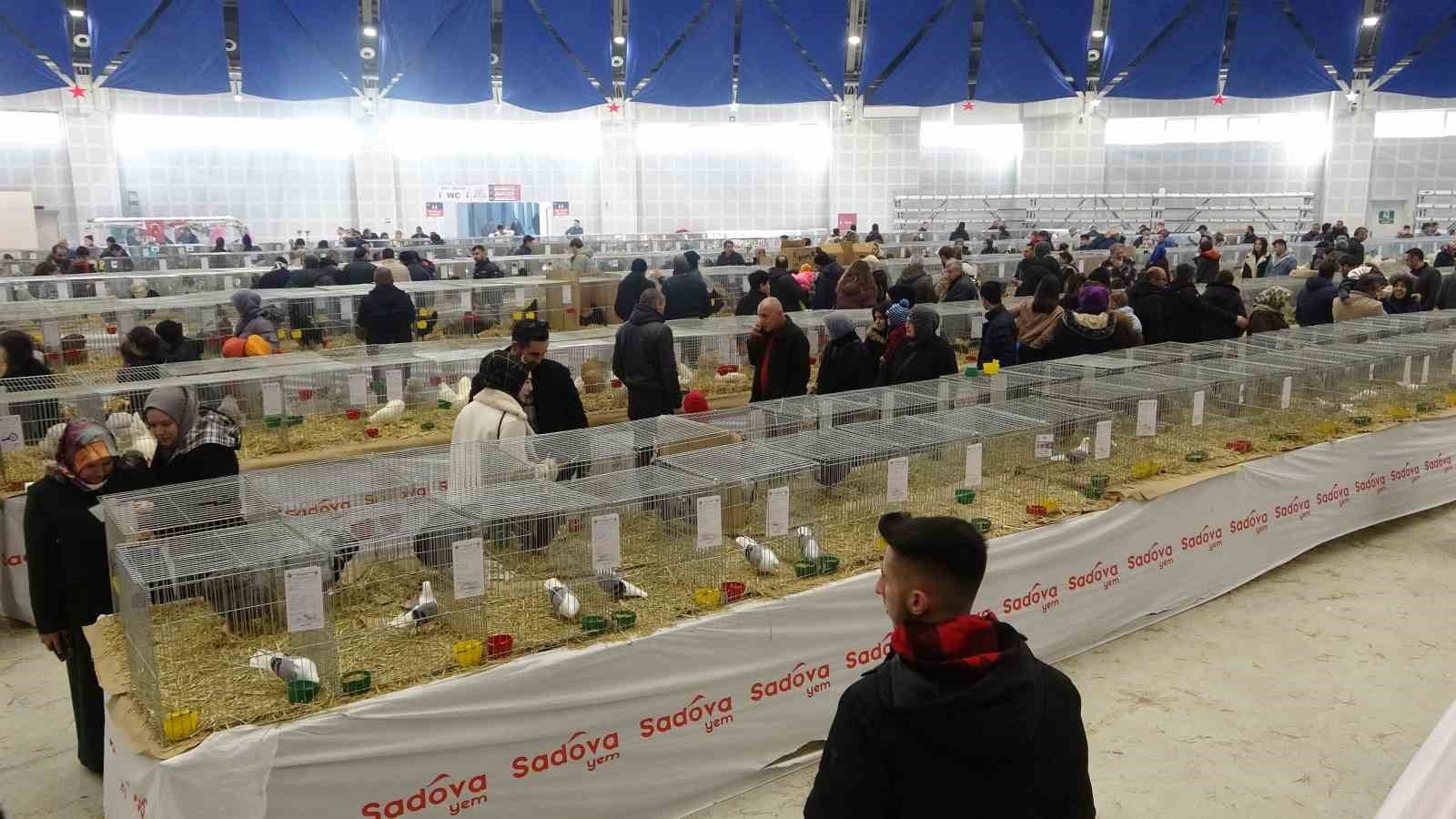 Bin 500'ün üzerinde süs tavuğu ve kanatlı hayvan görücüye çıktı