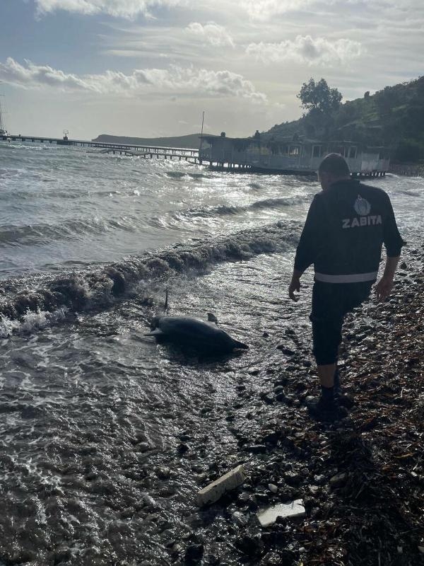 Bodrum'da karaya vuran yunus öldü