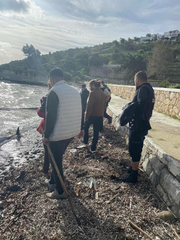 Bodrum'da karaya vuran yunus öldü